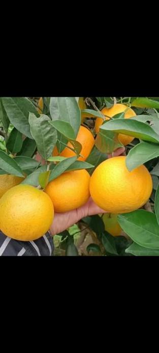 新鲜应季水果  #优质农产品  湖南麻阳冰糖橙,大量供应整车发售 挝